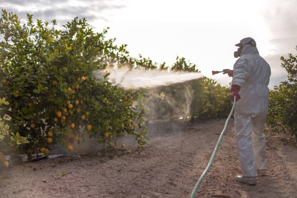 Best Termite Control Services  in Goshen, CA